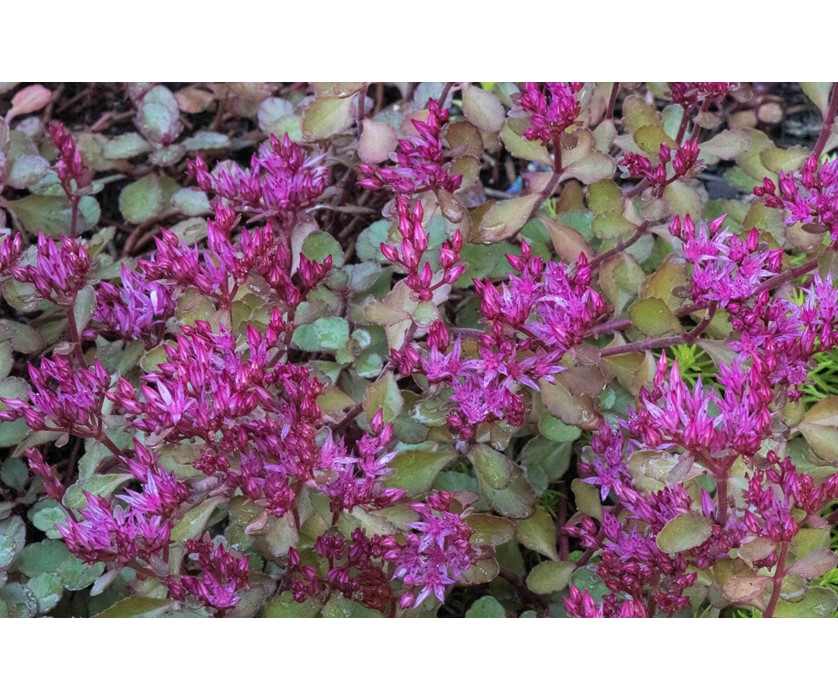 Dragon's Blood Sedum